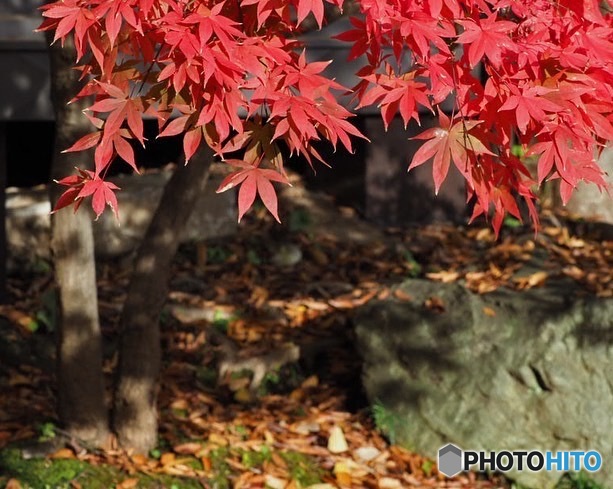 深大寺の紅葉