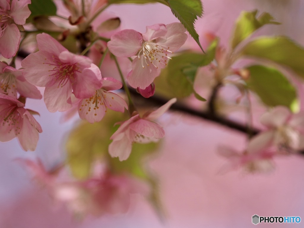 三浦海岸の河津桜2