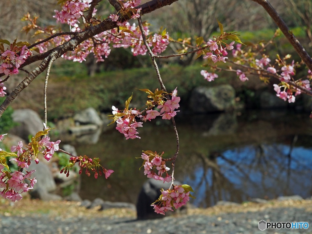 湯河原　幕山公園より　6