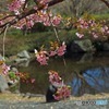 湯河原　幕山公園より　6