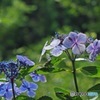 ピークは過ぎましたがまだまだ　４