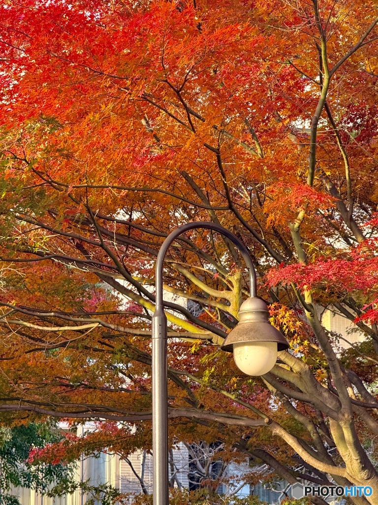 愛犬との散歩ルートで