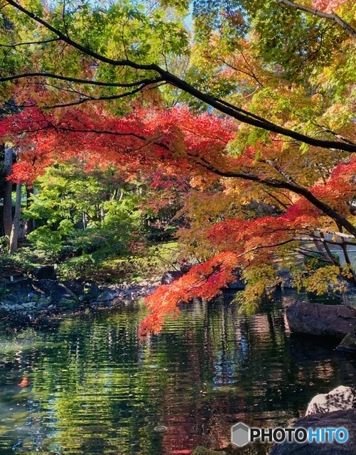 2019 大田黒公園の紅葉