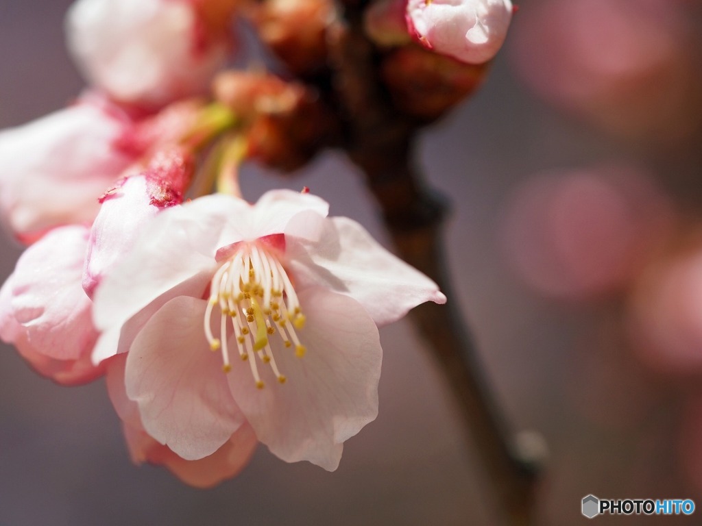 新宿御苑　寒桜1