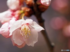 新宿御苑　寒桜1