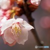 新宿御苑　寒桜1