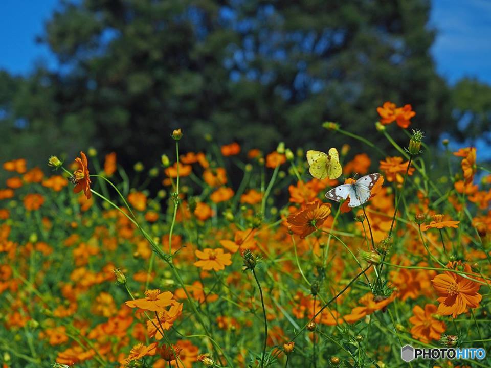 昭和記念公園より　２