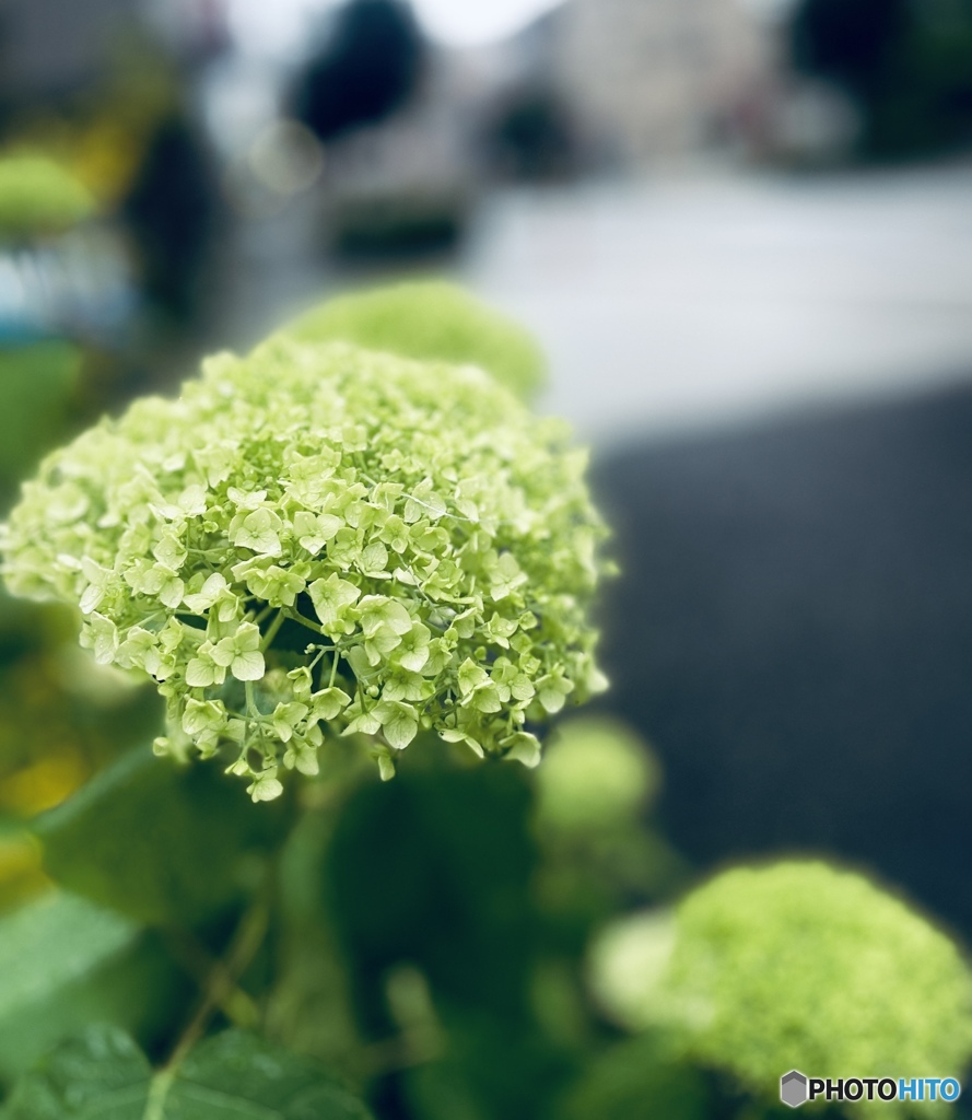 紫陽花の季節