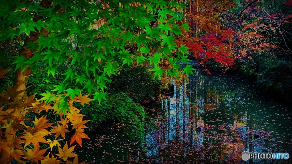 まだ紅葉見れました  生田緑地