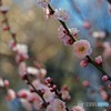 新宿御苑　梅