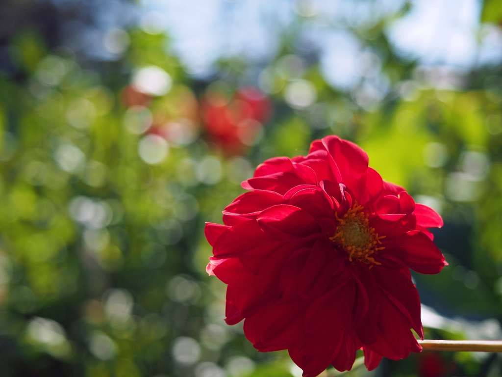 花・草木 花 秋の花 薔薇