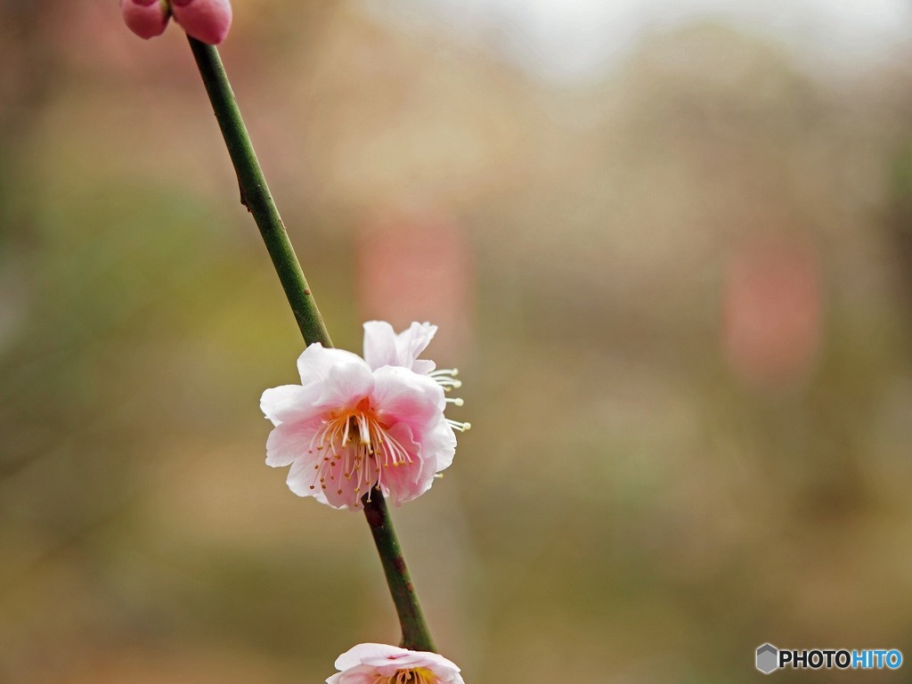 百草園より