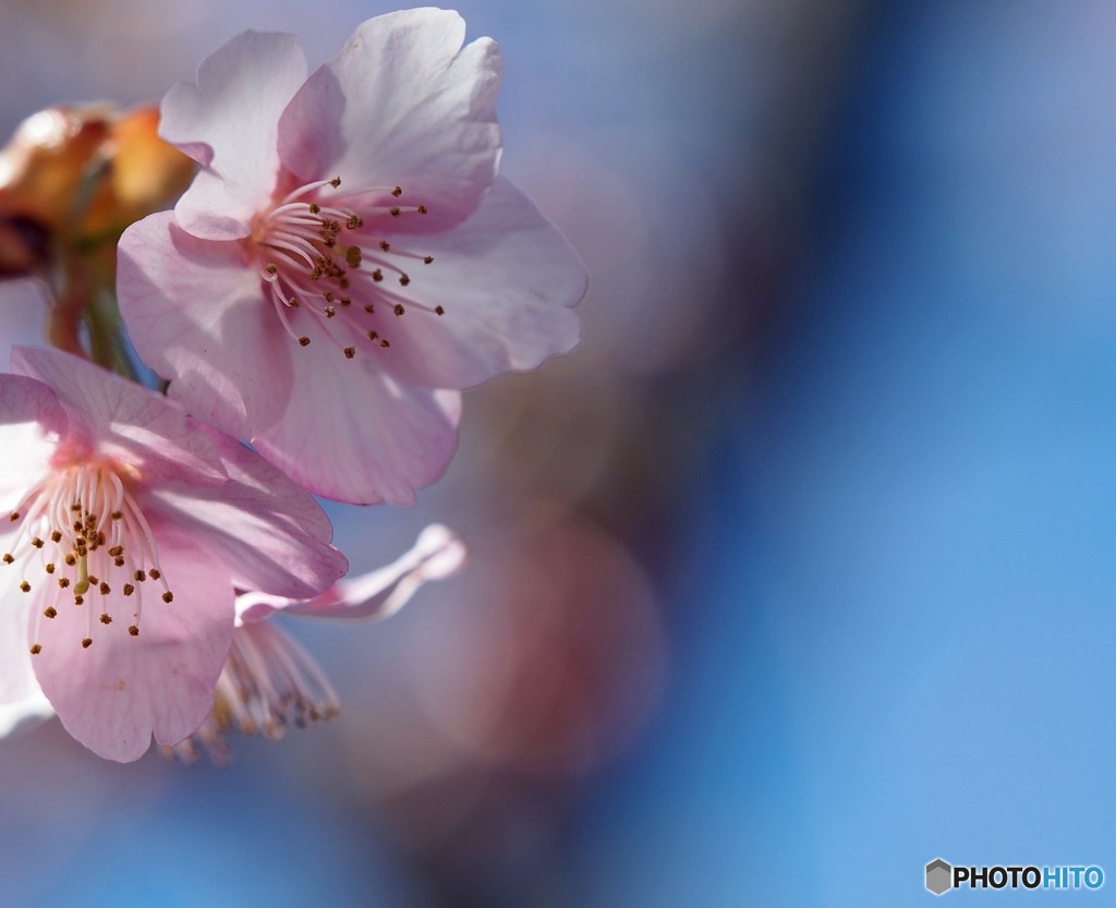 菜の花・河津桜・富士山に癒されました　3