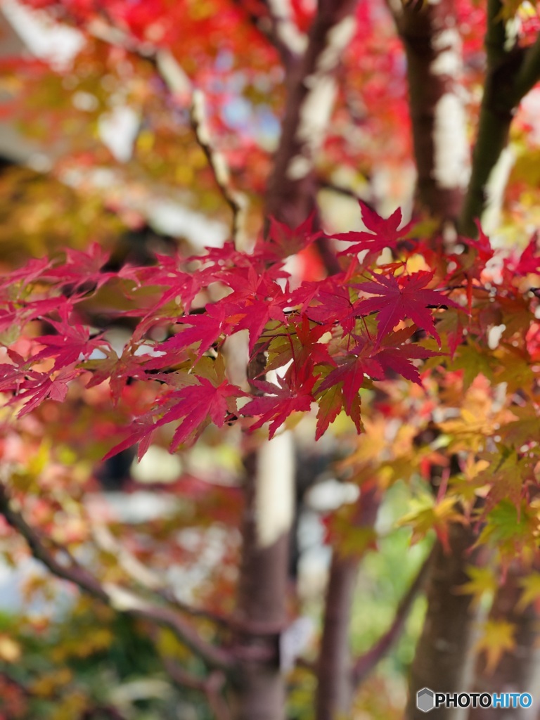 都内郊外の紅葉