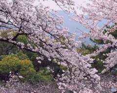 小田原城の桜7分咲き　4