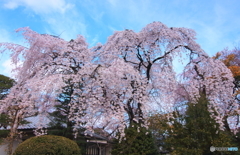 しだれ桜