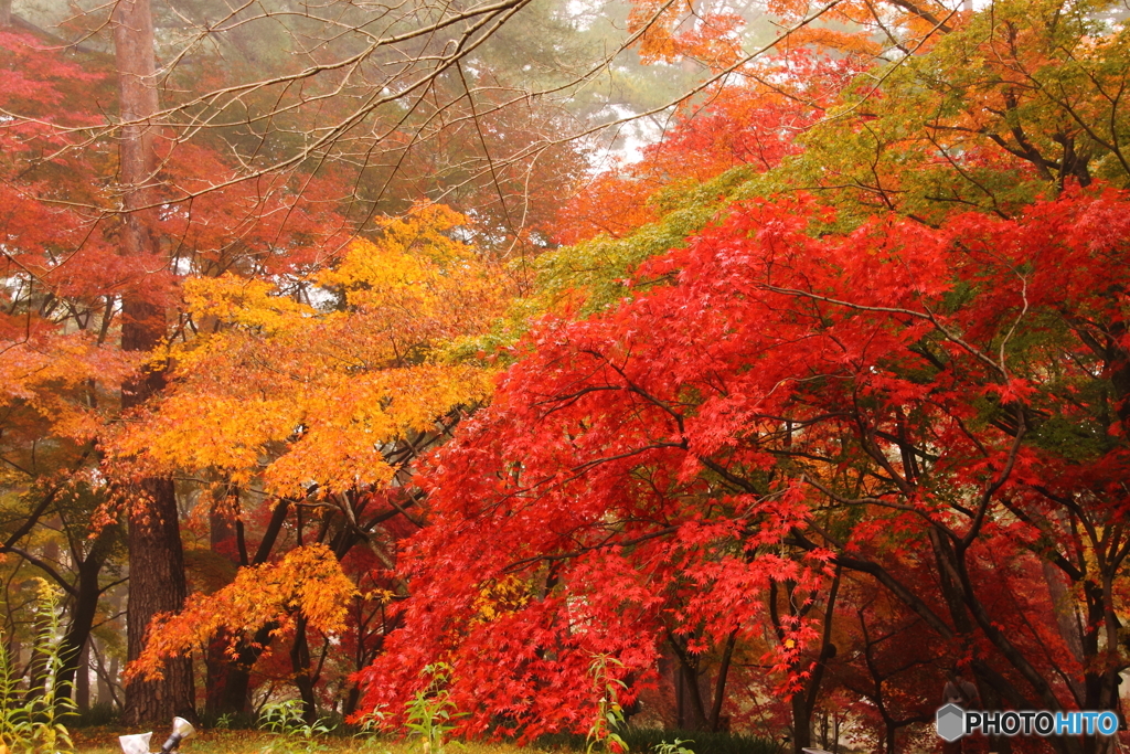 紅葉