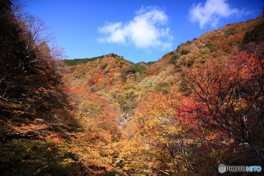紅葉と空