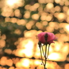 薔薇と夕日