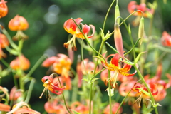 百合が原公園にて