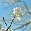 春の象徴