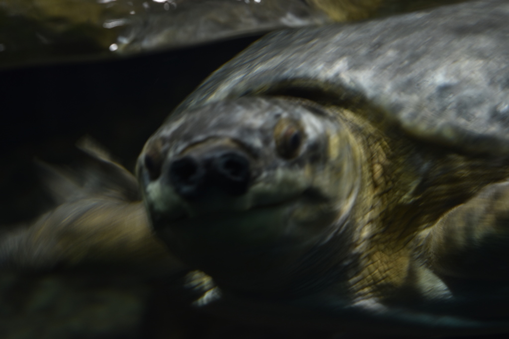 名古屋港水族館～カメ