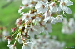 桜の花びら