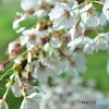 桜の花びら