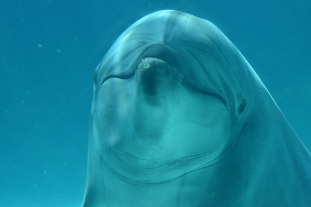 名古屋港水族館～イルカ