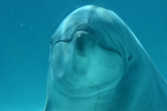 名古屋港水族館～イルカ