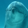 名古屋港水族館～イルカ