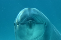 名古屋港水族館～イルカと目が合う