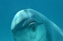 名古屋港水族館～イルカの口づけ