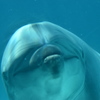 名古屋港水族館～イルカの口づけ