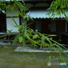 笹から瑞厳寺