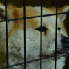 秋田県の秋田犬