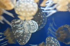 名古屋港水族館～クラゲ