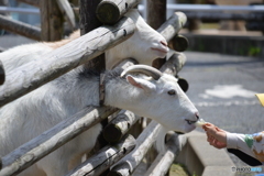 餌やり