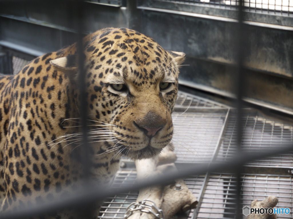 ヒョウ「何か用？」