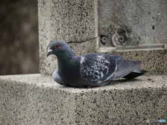 涼む鳩