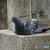 涼む鳩