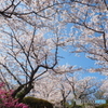 満開