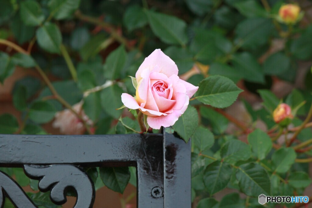夏薔薇