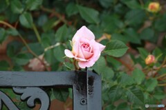夏薔薇