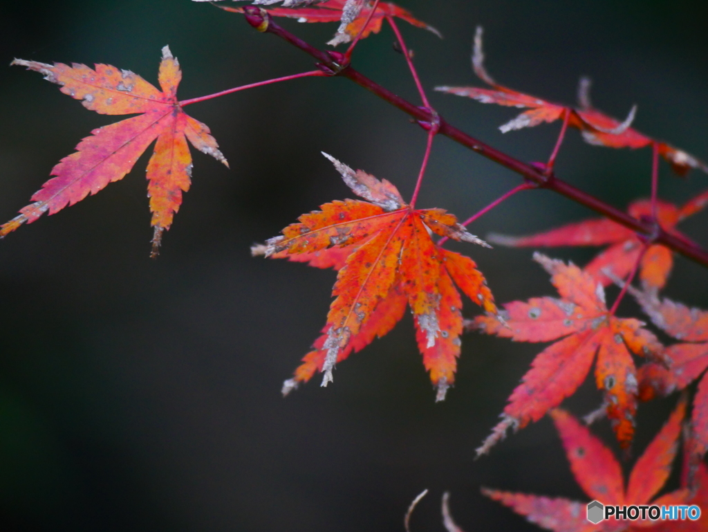 紅葉