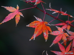 紅葉