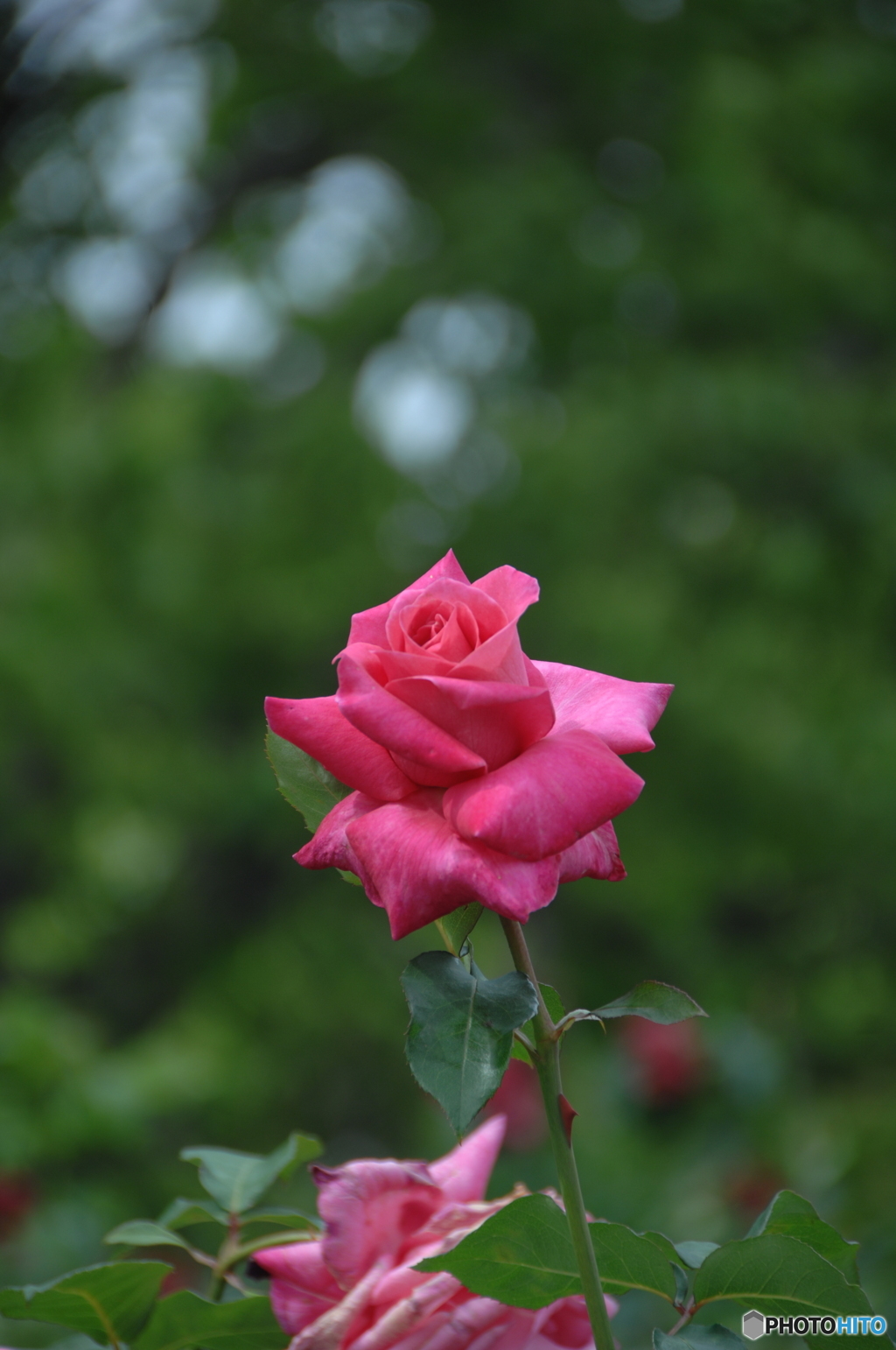 薔薇(pink)②