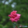 薔薇(pink)②
