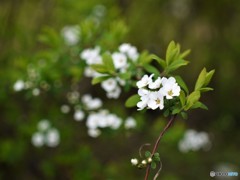 ユキヤナギ②