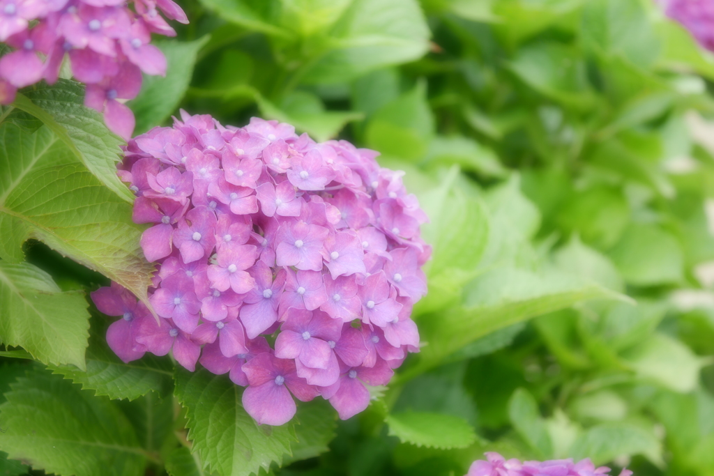 紫陽花④